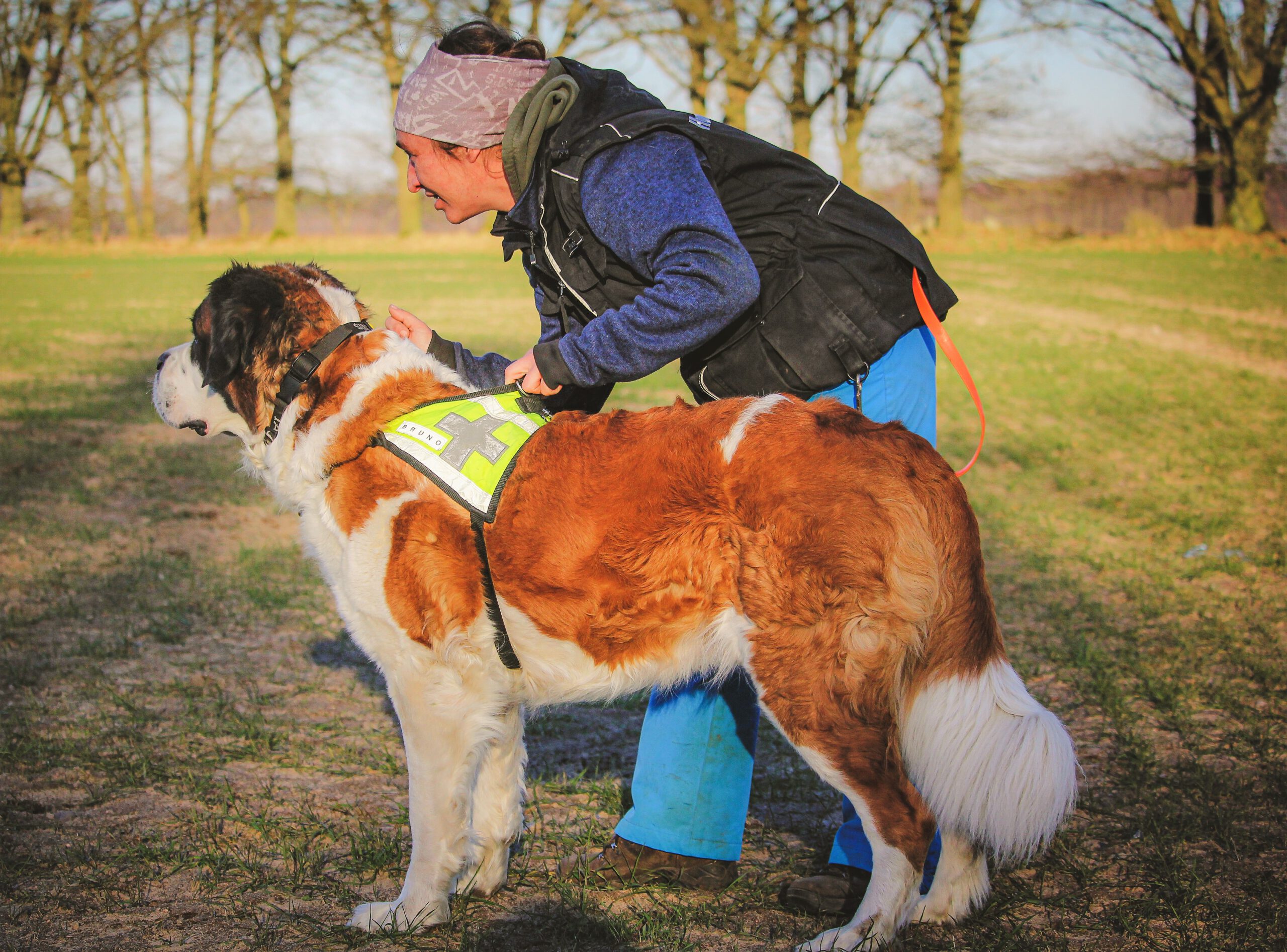 Rettungshund im Training